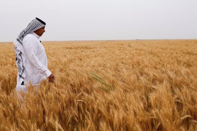 مزارع يمشي في حقل قمح مع بدء موسم الحصاد بعد نمو إنتاج القمح في مدينة النجف بالعراق في صورة من أرشيف رويترز.