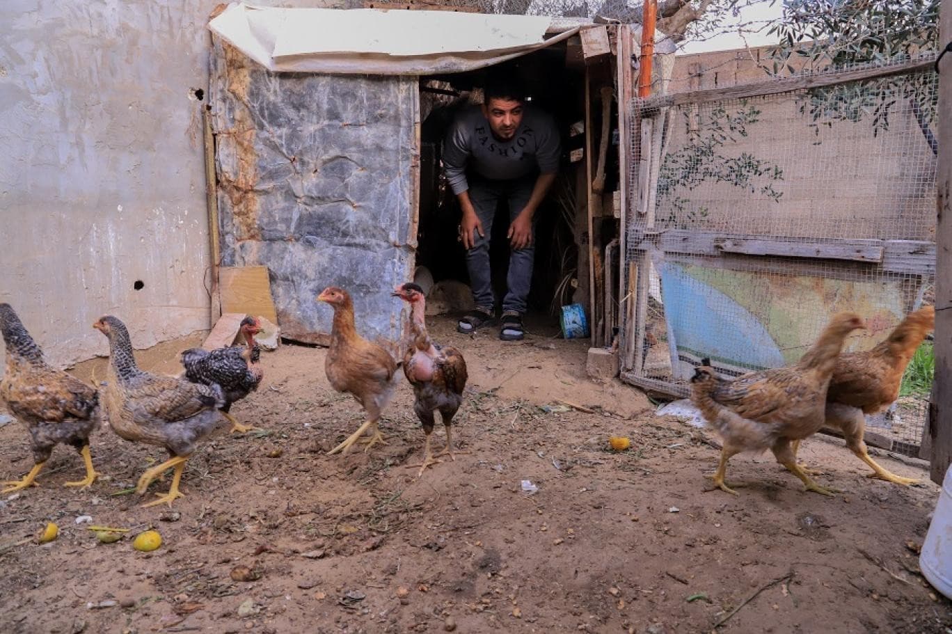 تربية الطيور في غزة