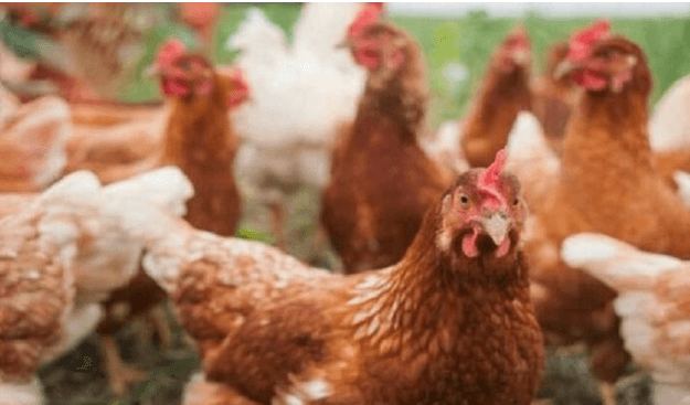كيف تؤثر أزمة الدواجن على الأمن الغذائي في سوريا؟