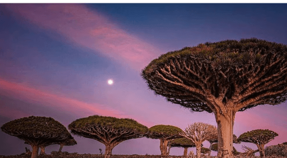 سقطرى