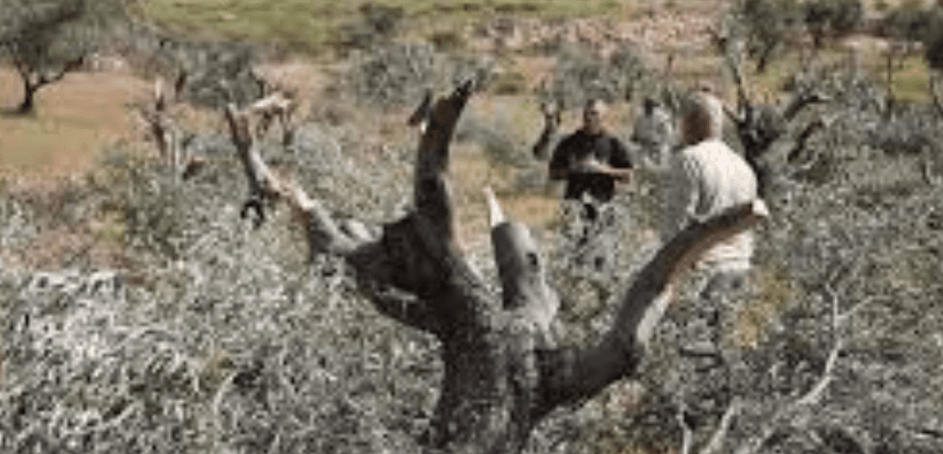 مستوطنون يقتلعون أشجار زيتون