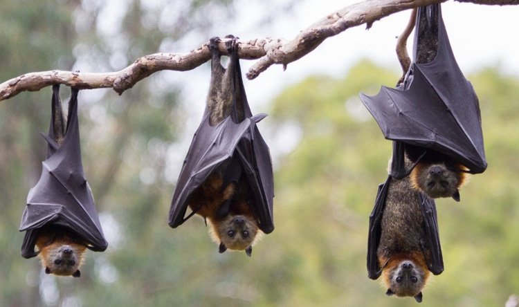 باحثون :24 نوعًا من فيروس كورونا لدى الخفافيش في الصين