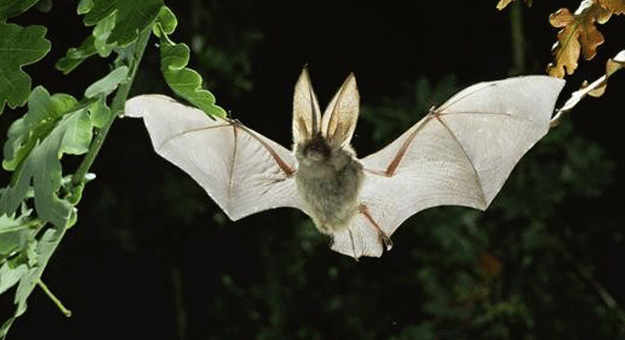 الهند: اكتشاف أخطر فيروسات في العالم بين نوع جديد من الخفافيش