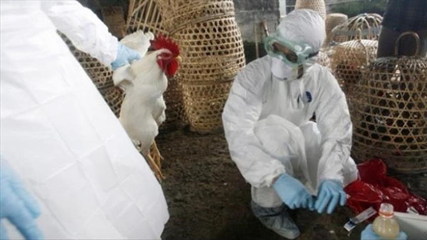 كارثة : رصد أول إصابة بشرية بسلالة "H10 N3" من إنفلونزا الطيور بالصين