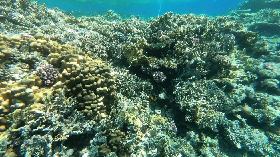 الشعاب المرجانية في مصر تفقد ألوانها... والضرر قد "يطال الجميع"