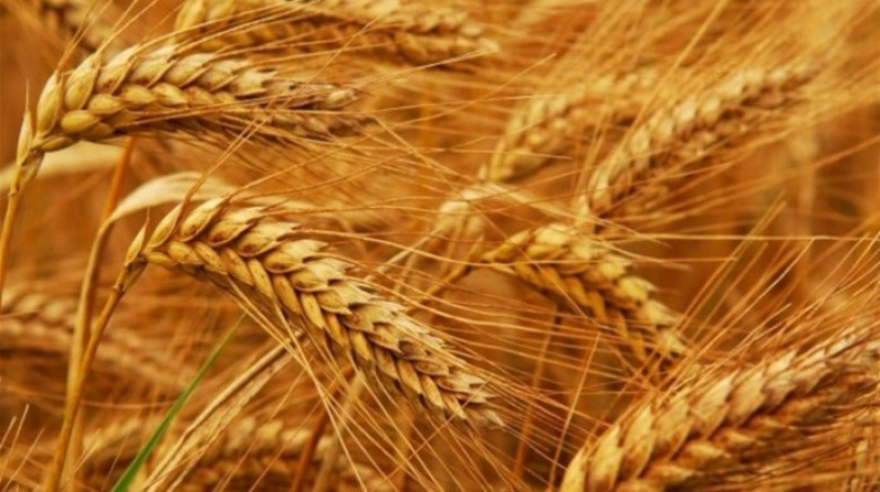 روسيا تحظر تصدير القمح..
