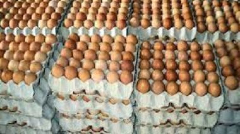 الزراعة تعلن عن طرح بيض فى منافذها بأسعار مخفضة.. الكرتونة بـ 62 جنيها