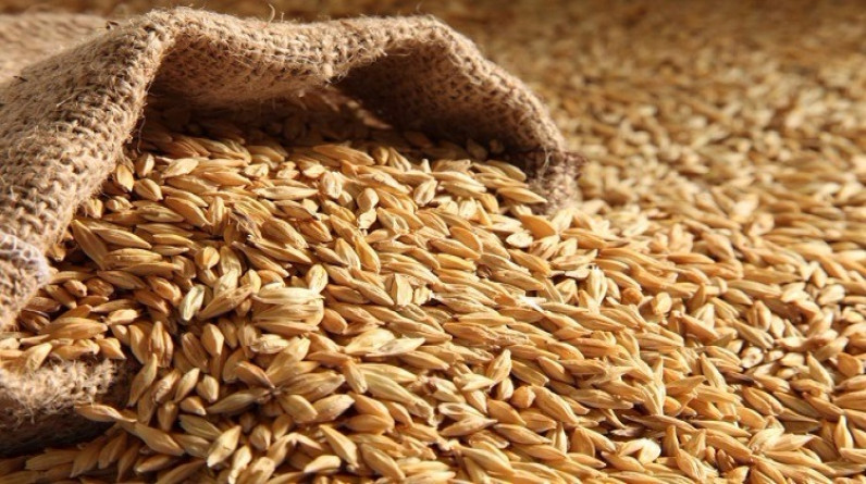 مصر تبحث عن مصادر لاستيراد القمح بعيدا عن أوكرانيا وروسيا