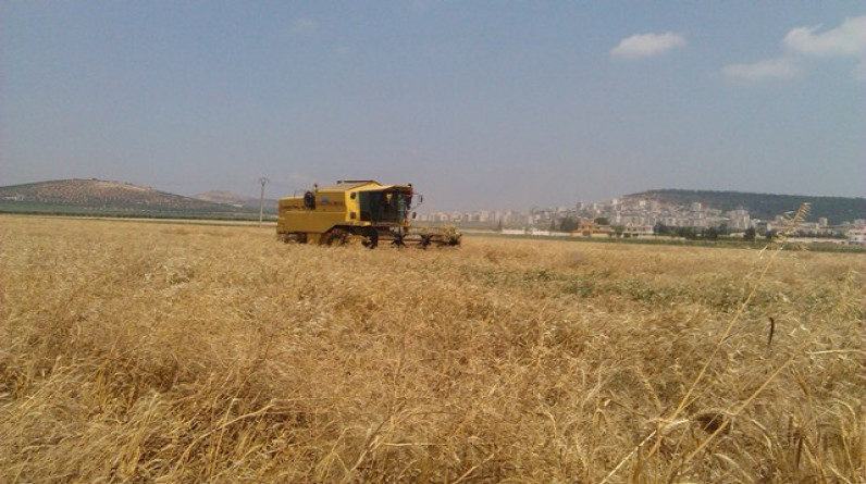 الحكومة المصرية تلزم المزارعين بيع 60 بالمئة من محصول القمح للدولة