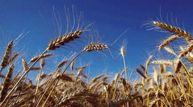 خبراء يحذرون من تأثير تغير المناخ على إنتاجية القمح