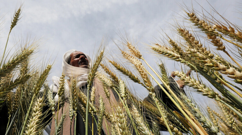 مصر تسرع وتيرة توريد القمح المحلي بتوجيهات من السيسي