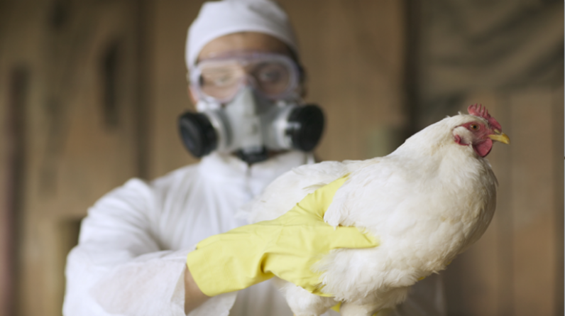 هل تكون إنفلونزا الطيور الوباء القادم؟