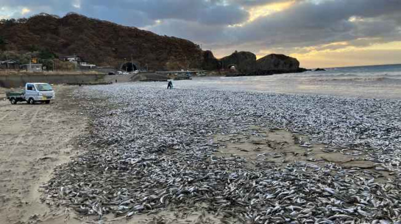 نفوق أعداد ضخمة من أسماك السردين والماكريل في اليابان