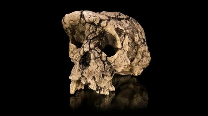 دراسة تكشف قدرات حركية متطورة لدى أقدم كائن بشري معروف