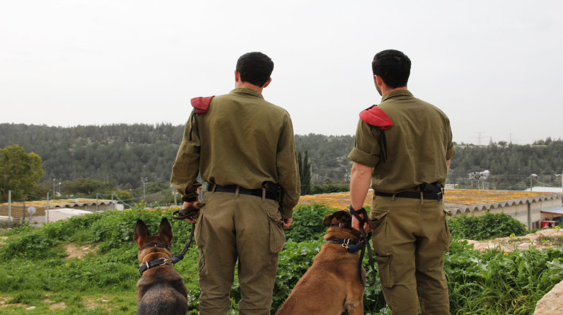 صحيفة عبرية: الكلاب الإسرائيلية فشلت في غزة لهذا السبب