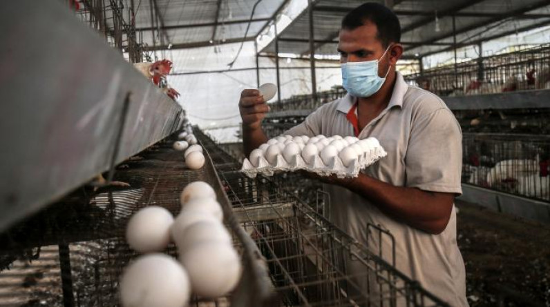 مصر: تراجع القوى الشرائية يدفع إلى إغلاق المزيد من محطات إنتاج البيض