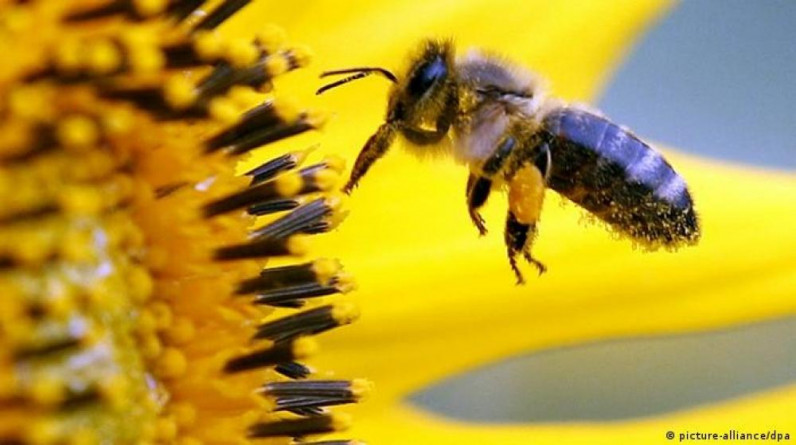 "النحلة الصفراء" القاتلة.. طرق العلاج والوقاية