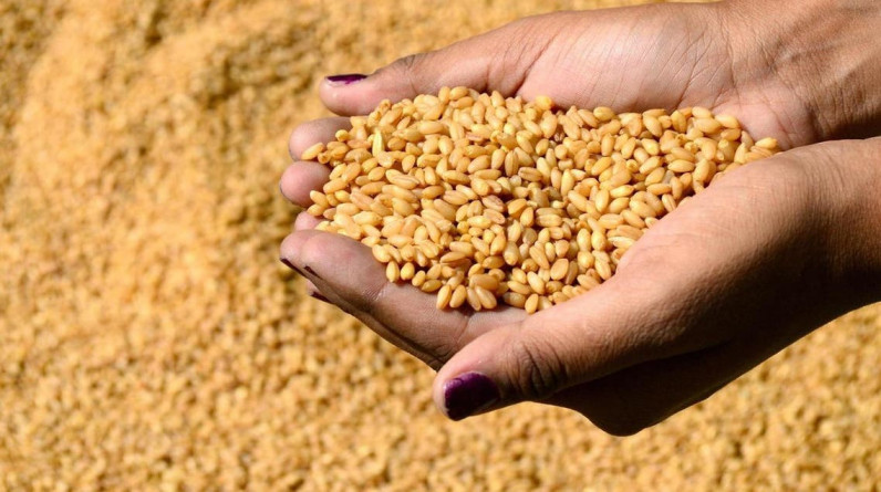 وزارة التجارة والصناعة المصرية تتخذ قرارا بشأن القمح