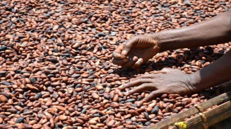 الإمارات توقع اتفاقاً لتشييد مصنع جديد لإنتاج الكاكاو في ساحل العاج