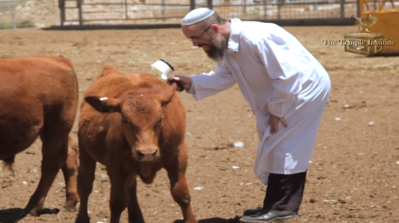 هلال نصار يكتب: تعالوا معنا نسمع قصة بني إسرائيل مع البقر