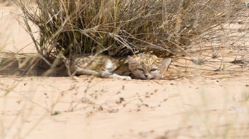 الإمارات تفتح تحقيقا في حادثة القطط المتروكة بالصحراء (فيديو)