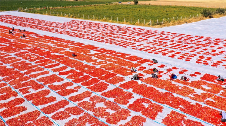 انطلاق موسم تجفيف الطماطم غربي تركيا