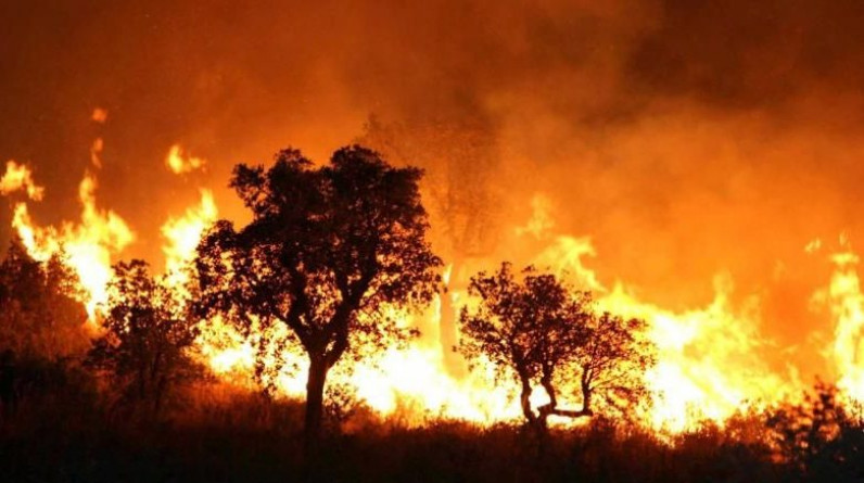 "فقدت كل شيء"...شهادات متضررين من حرائق الغابات المميتة في الجزائرر