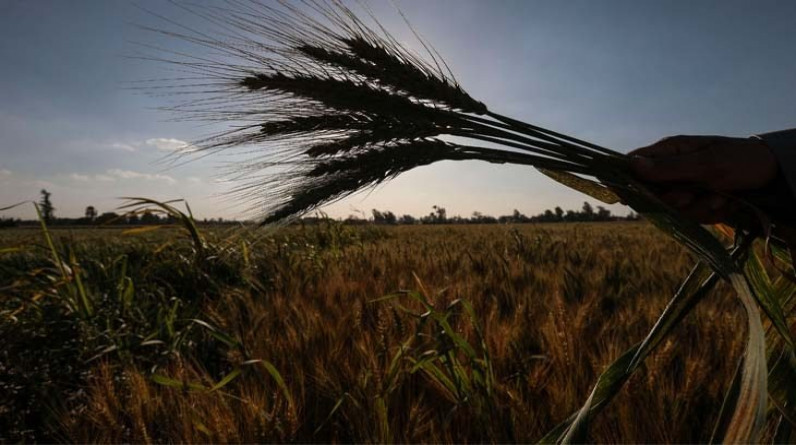 مصر تُكثّف مشترياتها من القمح دون مناقصات مع تراجع الأسعار